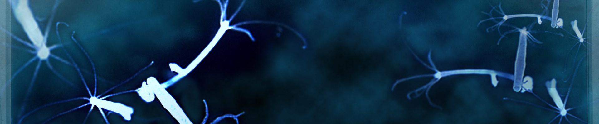 Darknet магазин